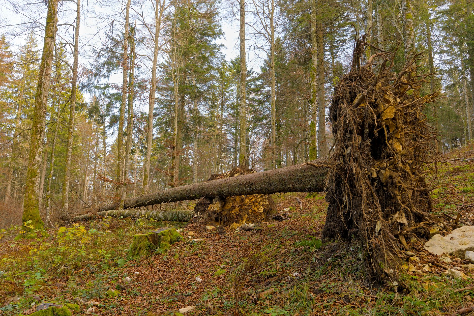Enlèvement arbre urgence à Saint-André